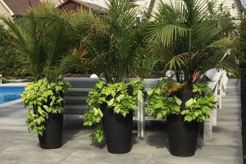 Plantation et horticulture